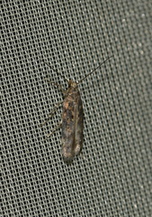 Scrobipalpa ocellatella