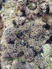 Lithophyllum byssoides