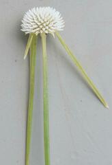 Cyperus cristatus