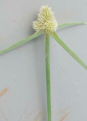 Cyperus sesquiflorus sesquiflorus