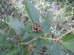 Cyphostemma sokodense