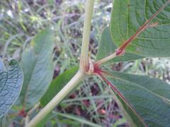 Cyphostemma sokodense