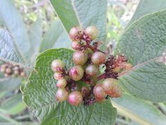 Cyphostemma sokodense