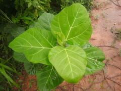 Ficus vallis-choudae