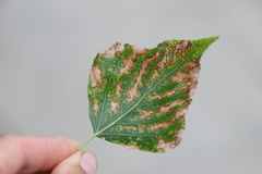 Heterarthrus ochropoda