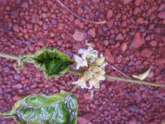 Leptadenia lanceolata