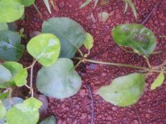 Leptadenia lanceolata