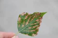 Heterarthrus ochropoda