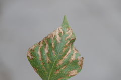 Heterarthrus ochropoda