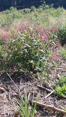 Impatiens glandulifera