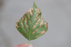 Heterarthrus ochropoda