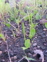 Ophioglossum gomezianum