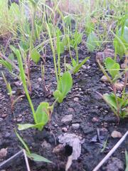 Ophioglossum gomezianum