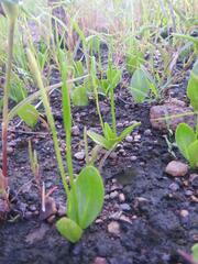 Ophioglossum gomezianum