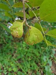 Pterocarpus santalinoides
