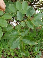 Pterocarpus santalinoides
