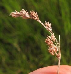 Scleria bulbifera