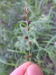 Scleria bulbifera