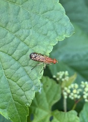 Tetanocera clara