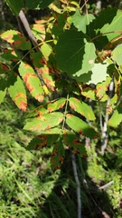 Gymnosporangium cornutum