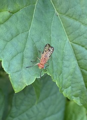 Tetanocera clara