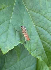 Tetanocera clara