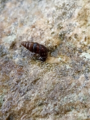 Chondrina avenacea