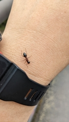Camponotus obscuripes