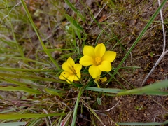 Moraea fugacissima