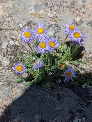 Erigeron pinnatisectus
