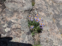 Erigeron pinnatisectus