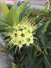 Xanthostemon chrysanthus