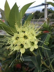 Xanthostemon chrysanthus