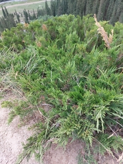 Juniperus sabina