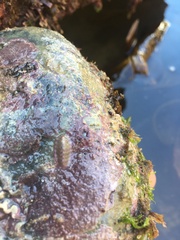 Lepidochitona cinerea