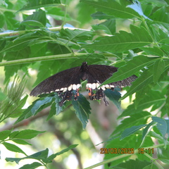 Papilio polytes