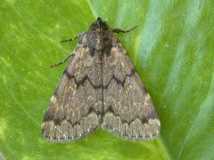 Mormoscopa phricozona