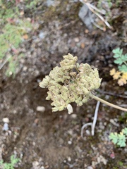Phlojodicarpus villosus