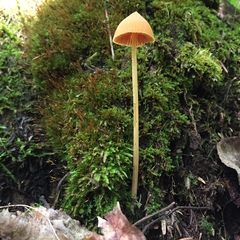 Entoloma salmoneum