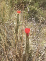Corryocactus erectus