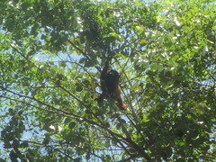 Alouatta
