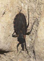 Triatoma