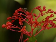Clerodendrum japonicum
