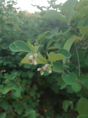Symphoricarpos albus