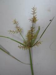 Cyperus digitatus