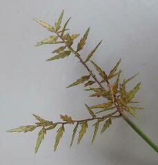 Cyperus digitatus