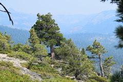 Juniperus grandis
