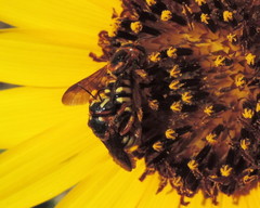 Dianthidium curvatum