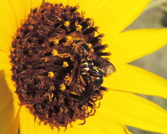 Dianthidium curvatum