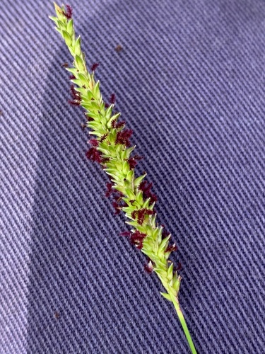 Sacciolepis spicata iNat (3)